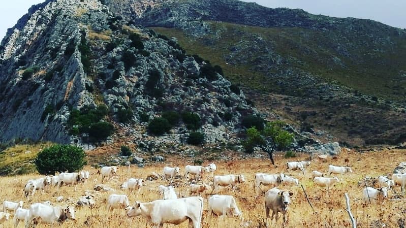Immagine di Azienda Agricola Basile a Ventimiglia di Sicilia, Sicilia