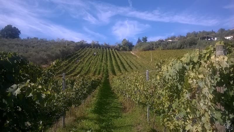 Immagine di Azienda Agricola Marina Palusci a Pianella, Abruzzo
