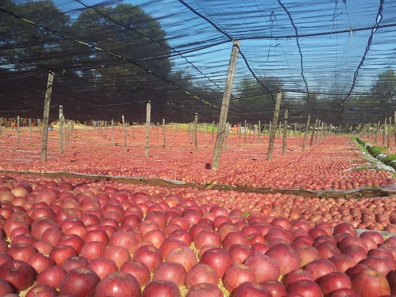 Immagine di Azienda Agricola Dott. Agronomo Rusciano Domenico a Napoli, Campania