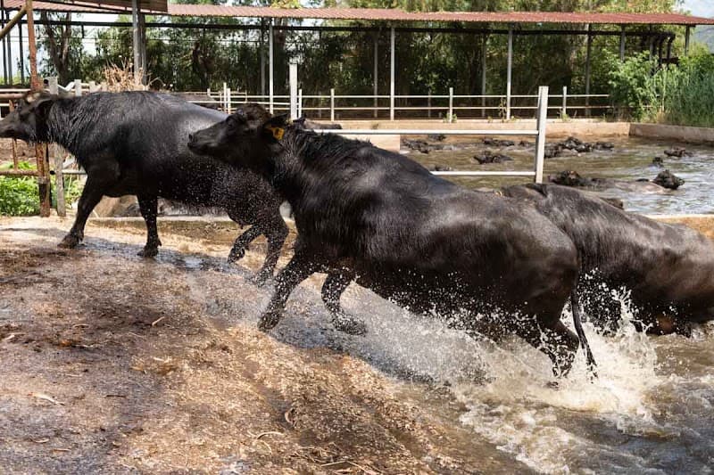 Immagine di Azienda Agricola Circe - Caseificio a Pontinia, Lazio