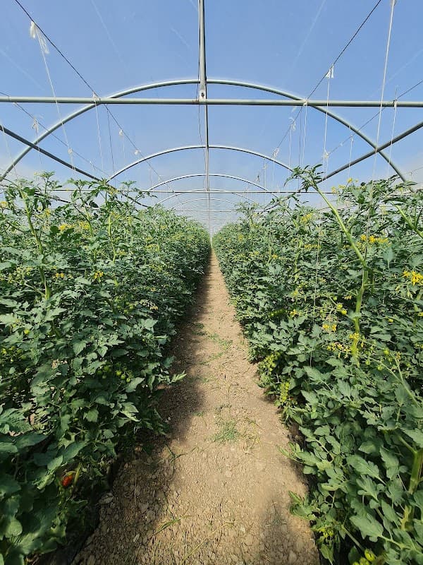 Immagine di Azienda Agricola Abate a San Nicola Manfredi, Campania