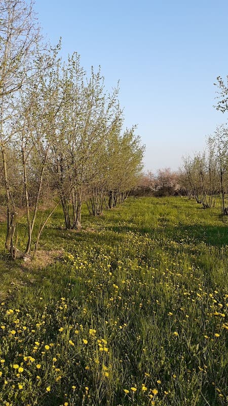 Immagine di Gianoglio Emanuela Azienda Agricola Biologica produzione e vendita nocciole piemonte IGP a Magliano Alpi, Piemonte