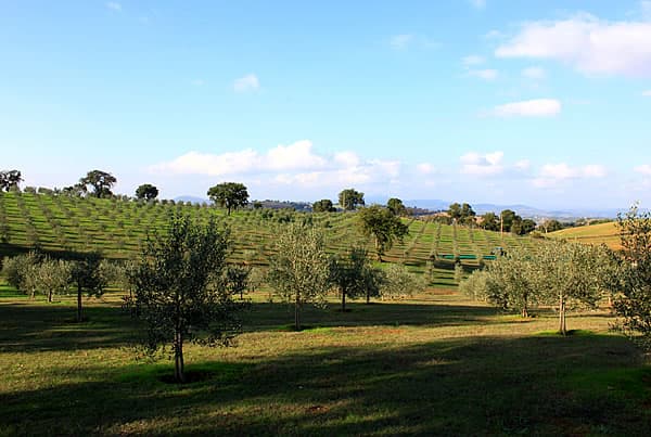 Immagine di Azienda Agricola Cerralti Ssa a Magliano in Toscana, Toscana