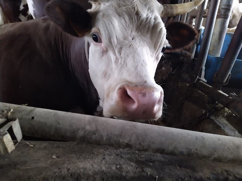 Immagine di Azienda agricola La Borettaz a Gressan, Valle d'Aosta