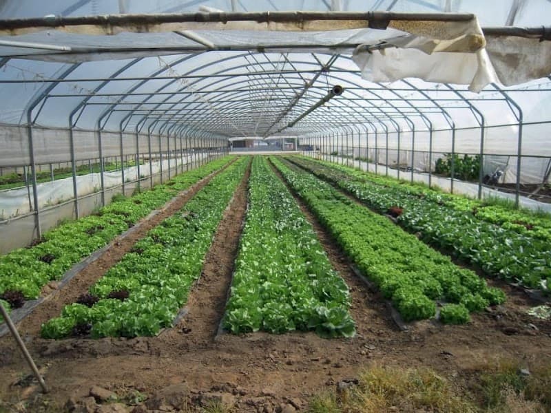 Immagine di AZIENDA AGRICOLA MOLINO a Strevi, Piemonte