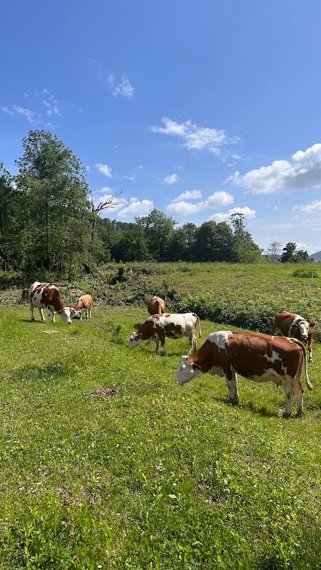Immagine di Azienda Agricola Manig/Kmetija Manig a Udine, Friuli-Venezia Giulia