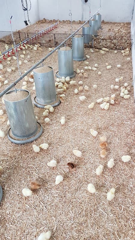 Immagine di Azienda Agricola La Chioccia a Cosenza, Calabria