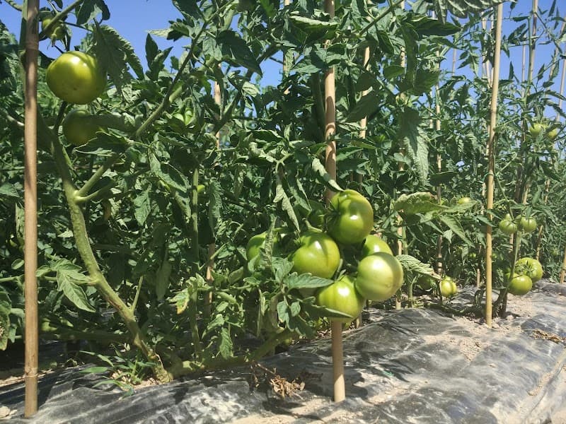 Immagine di Al bascianin az.agricola a Cascina Bazzane, Lombardia