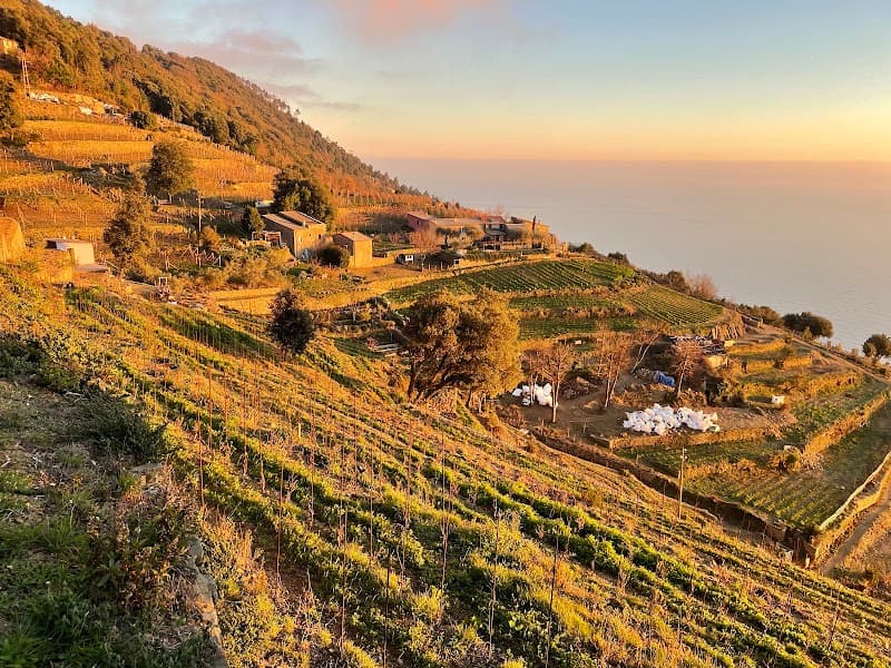 Immagine di Azienda Agricola Biologica e Biodinamica Stella di Lemmen a Riomaggiore, Liguria