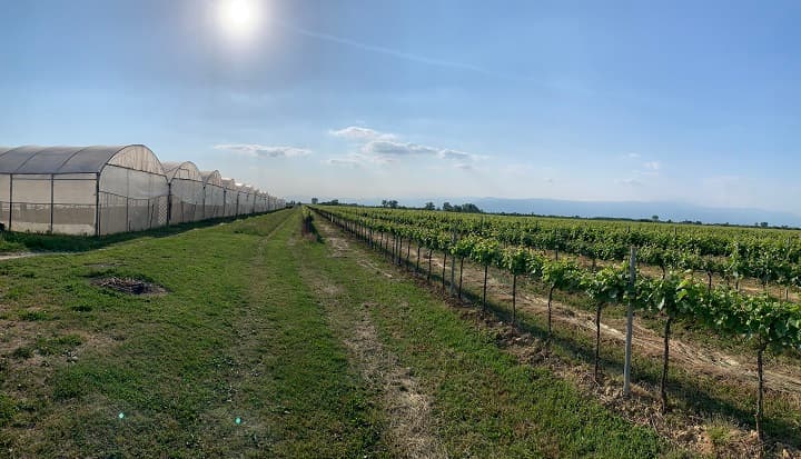Immagine di Azienda Agricola De Nardi Rossana a Pasiano di Pordenone, Friuli-Venezia Giulia