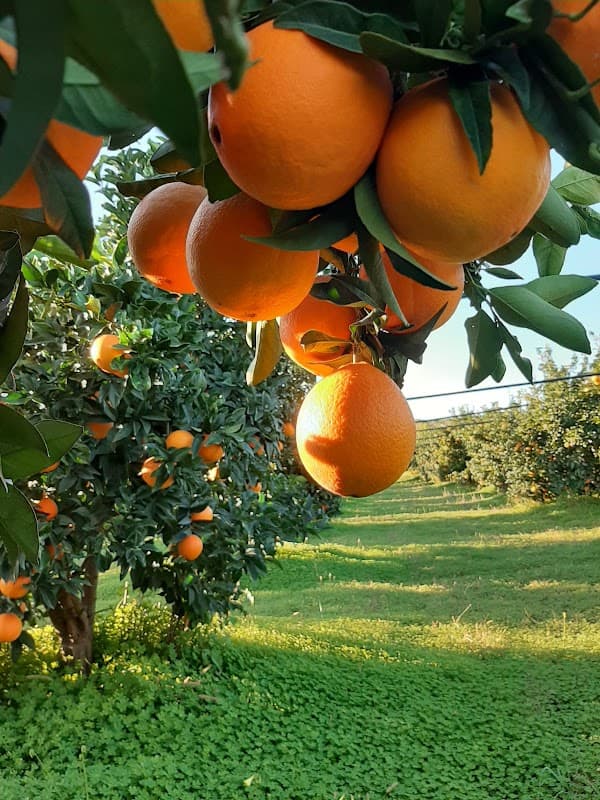 Immagine di Azienda Agricola Pasquale Stigliani a Scanzano Jonico, Basilicata