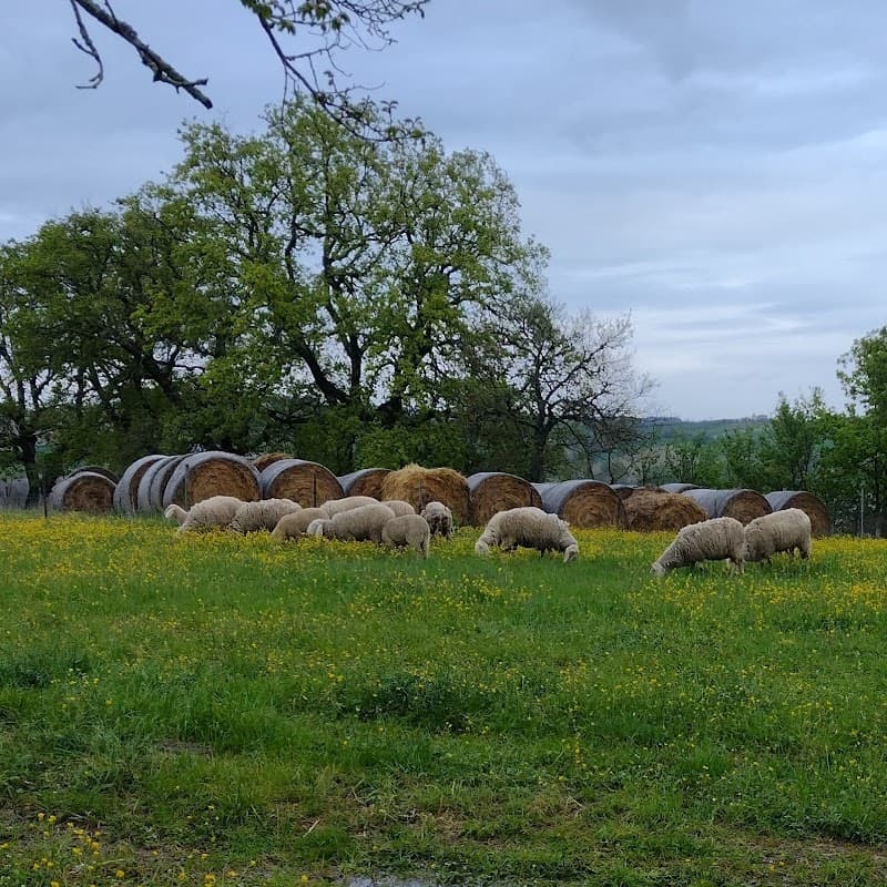 Immagine di Società Agricola La Marchigiana Fattoria All'aria Aperta a Agugliano, Marche