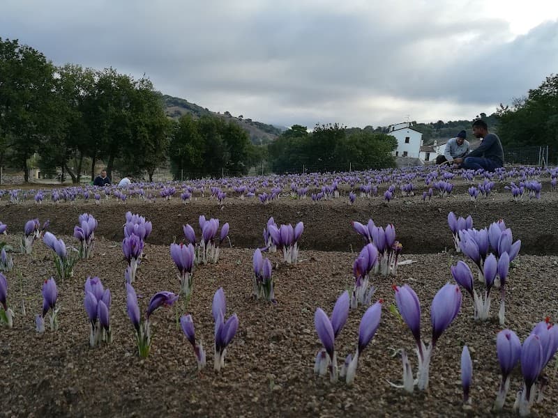Immagine di Azienda Agricola Logudoro a Ozieri, Sardegna