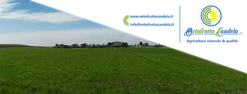 Immagine di Ortofrutta Candela S.r.l. a Barletta, Puglia