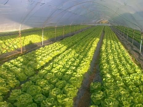 Immagine di Azienda Agricola Accordi Renato e Figli - Vendita Frutta e Verdura a Bovo, Veneto