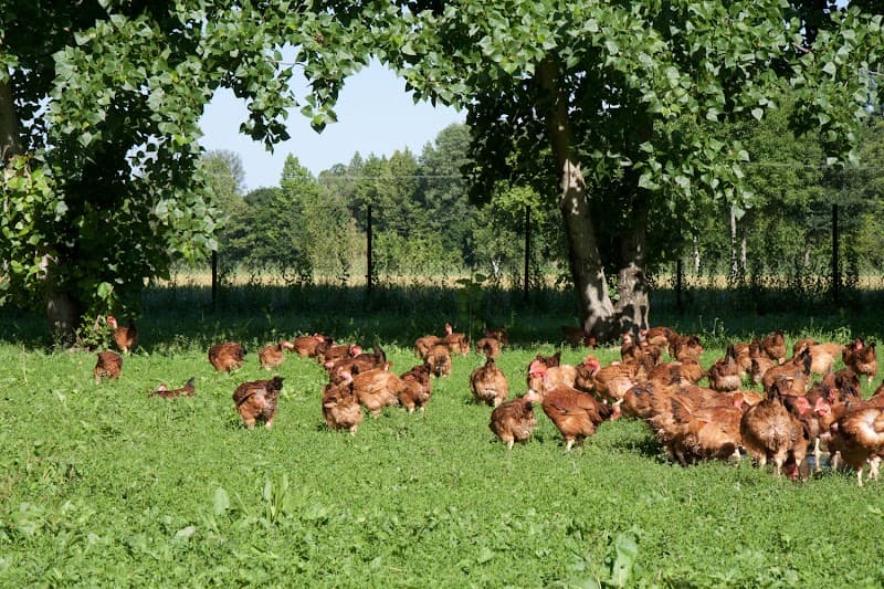 Azienda Agricola Cinello - Allevamento e Vendita Carne Bianca Biologica