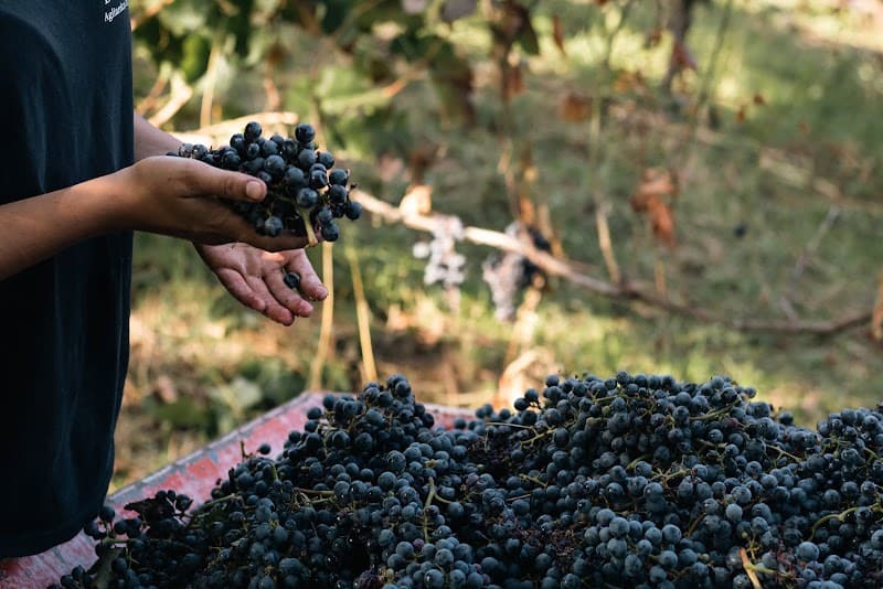 Immagine di Azienda Agricola Donato D'Angelo Di Ruppi Filomena a Barile, Basilicata