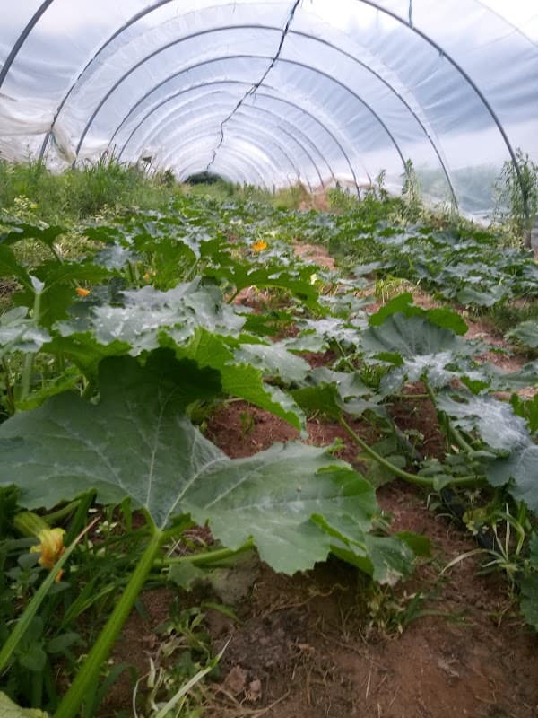 Immagine di Azienda Agricola Meotto a Torino, Piemonte
