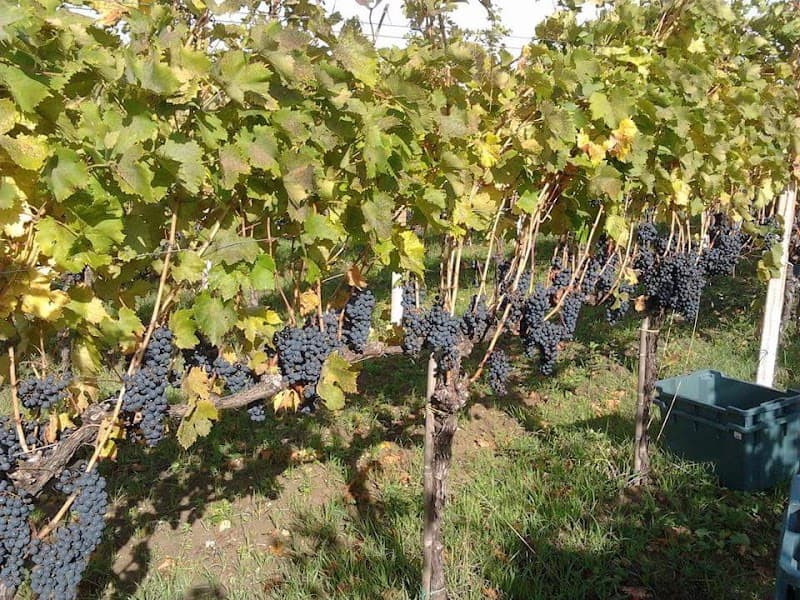 Immagine di Azienda Agricola Cianfagna a Campobasso, Molise