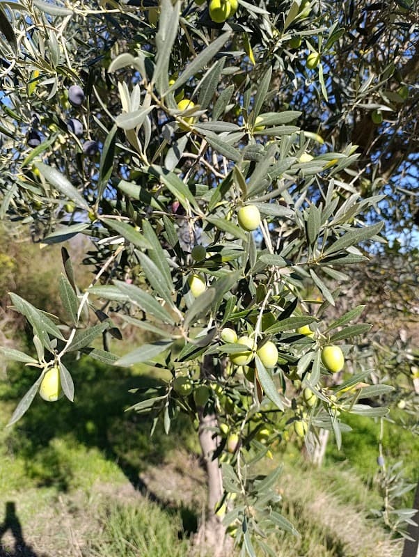 Immagine di Azienda Agricola Biologica Le Dame della Rocca a Campli, Abruzzo