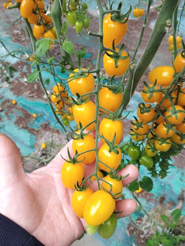Immagine di Terra di Cavalera a Marzamemi, Sicilia