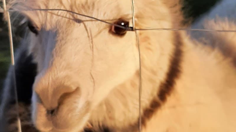 Immagine di Azienda Fellucci a Flaibano, Friuli-Venezia Giulia