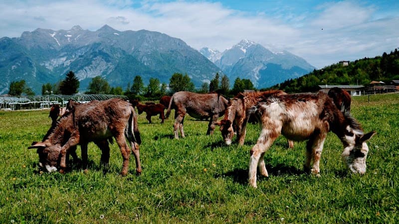 Immagine di Azienda Agricola Agrilife 2.0 Donati Moira e Nicole a Vigo, Trentino-Alto Adige