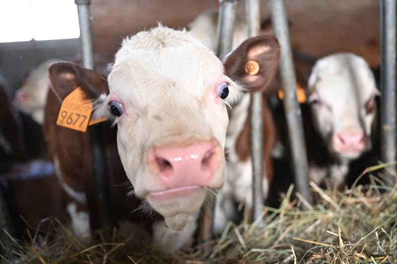 Immagine di Azienda agricola La croix a Saint-Pierre, Valle d'Aosta