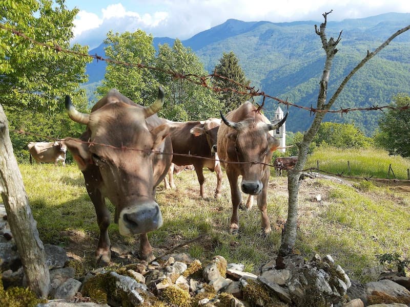 Immagine di Azienda Agricola Mooretti a Allegrezze, Liguria