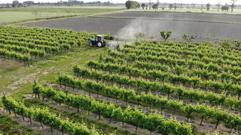 Immagine di Azienda Agricola Franco De Battisti a Borgo Veneto, Veneto