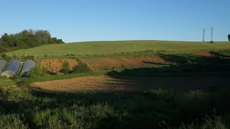 Immagine di A. A. L'orto del vicino - vendita diretta a Borgo San Lorenzo, Toscana