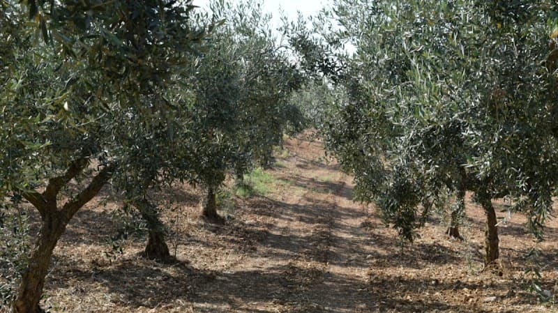 Immagine di AMODEO'S FARM - Olive Oil Producers in Sicily a Cattolica Eraclea, Sicilia