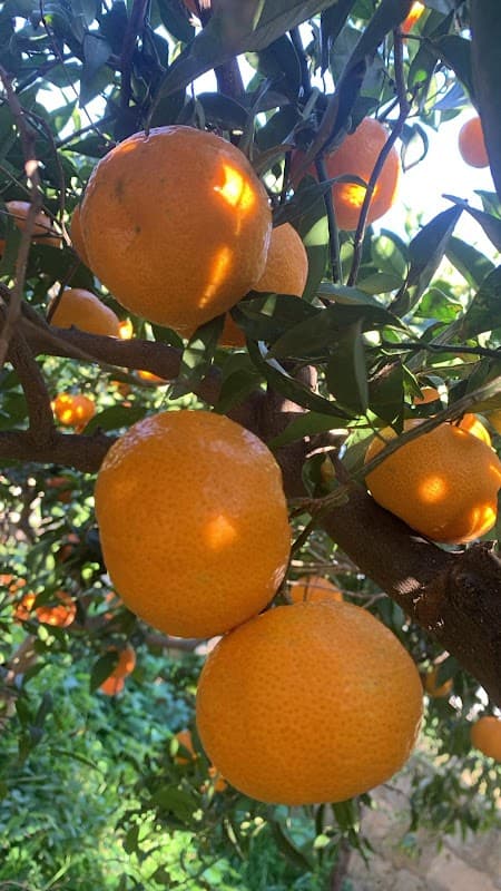 Immagine di Sicibia - Fai la tua spesa BIO a domicilio a Ragusa, Sicilia
