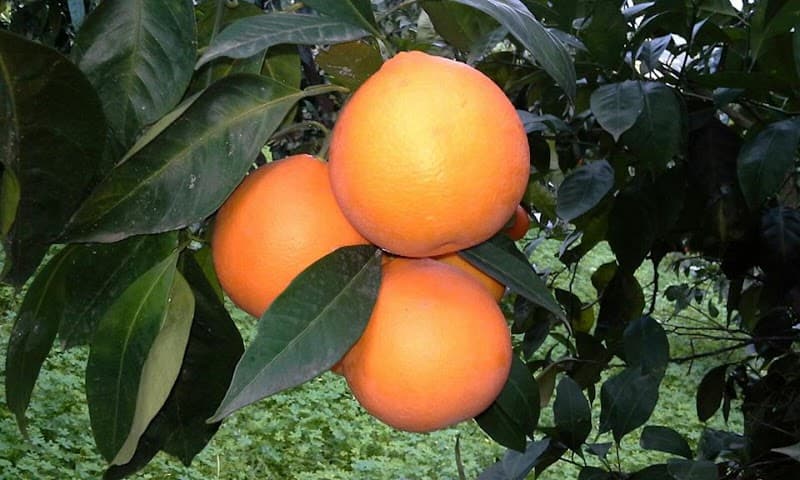 Immagine di Azienda Agricola Purità a Catania, Sicilia