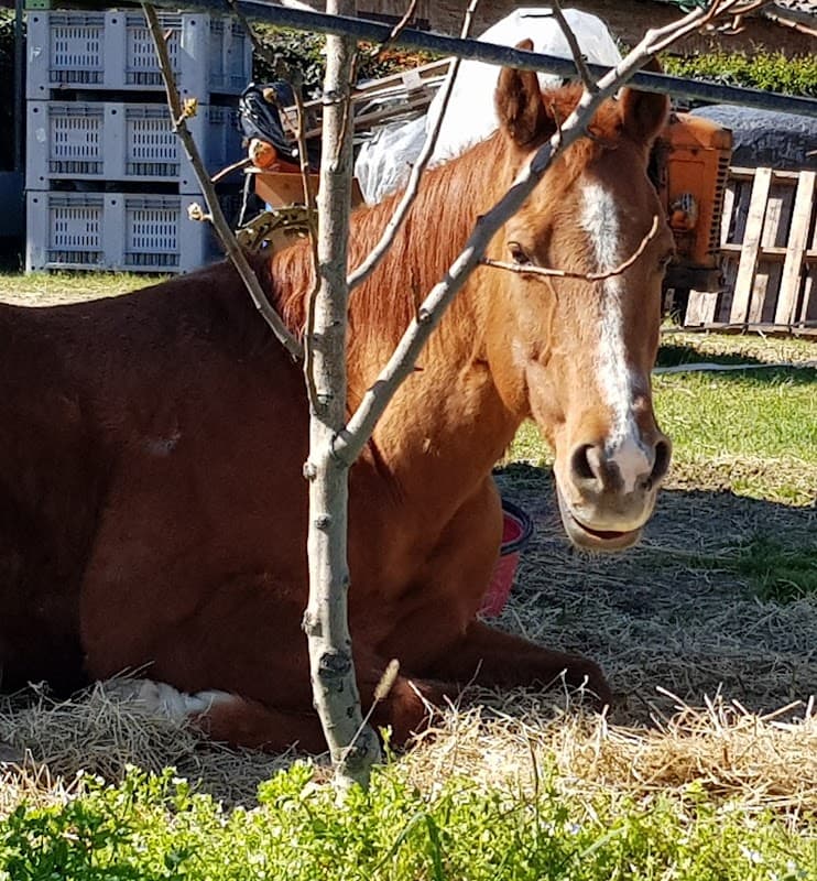 Immagine di Fattoria Bio Vernelli - Azienda agricola biologica e fattoria didattica a Faenza, Emilia-Romagna