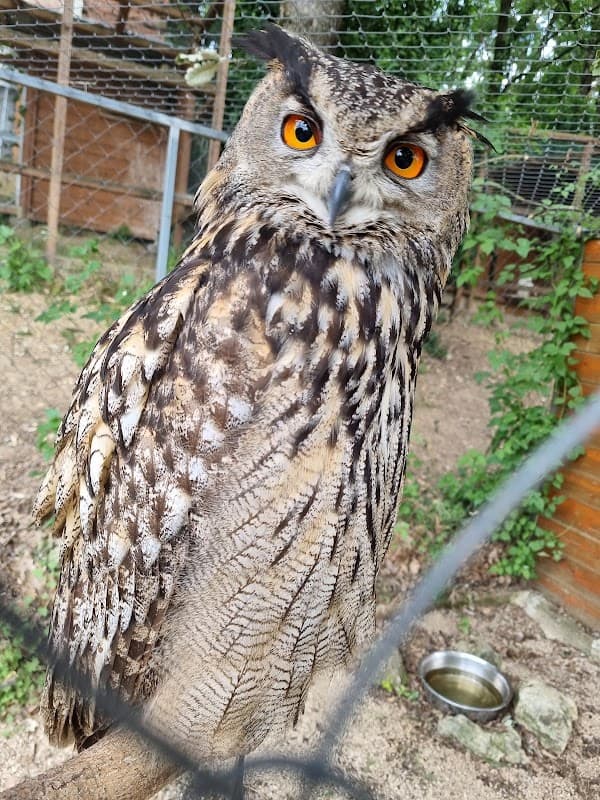 Immagine di Arca dei Camaleonti a Fiano Romano, Lazio