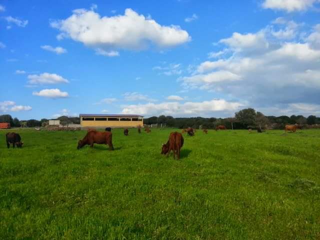Immagine di ARANZOLLU Società Agricola Semplice a Seneghe, Sardegna