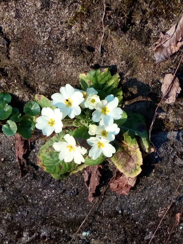 Immagine di L' Alveare Fiorito a Torino, Piemonte
