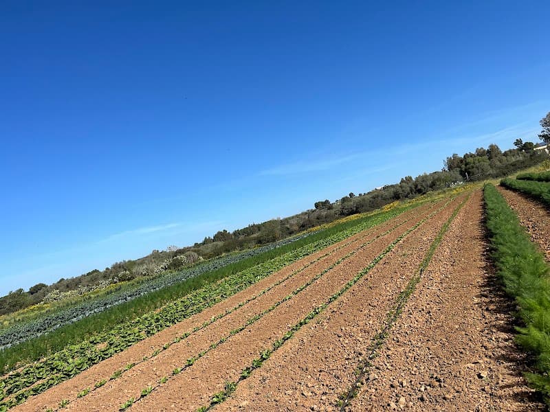 Immagine di Società Agricola Agricentrum a Massa D'Albe, Abruzzo