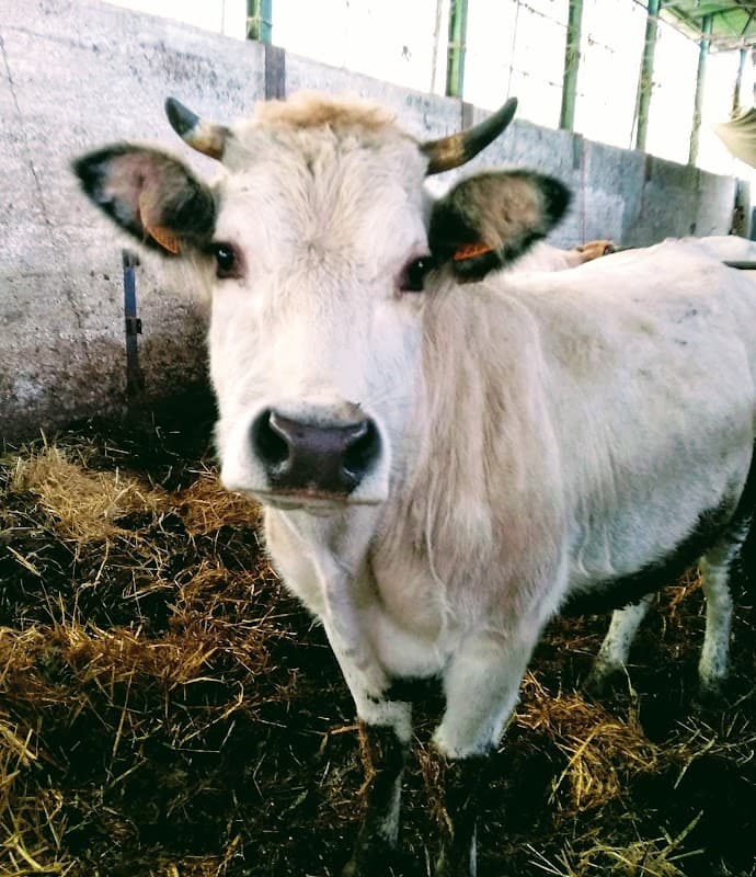 Immagine di Società Agricola AGRIPICCOLA s.s. a Palosco, Lombardia
