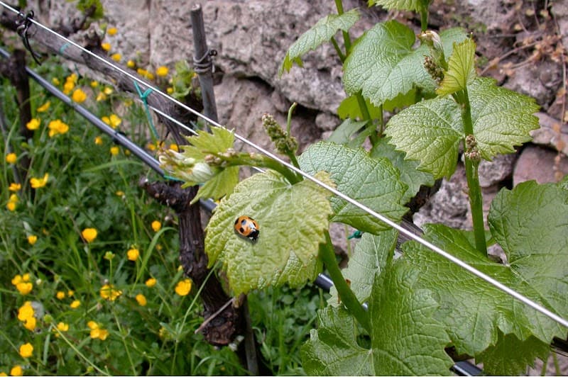 Cantina Molino dei Lessi - Azienda Agricola Biologica
