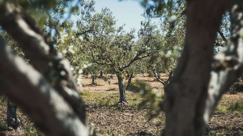 Immagine di Azienda Agricola Dragotto Farm a Palermo, Sicilia