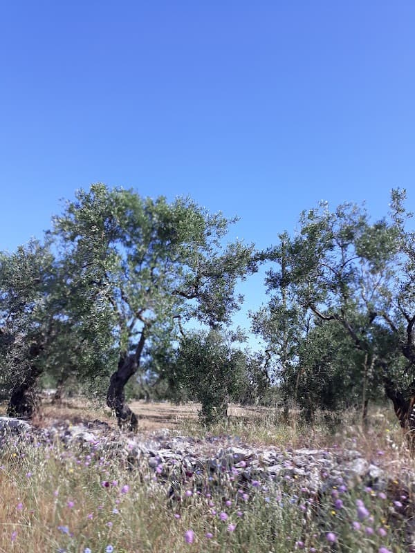 Immagine di Azienda Agricola Semplice Belmonte Di Mazzilli Rosa Anna a Ruvo di Puglia, Puglia