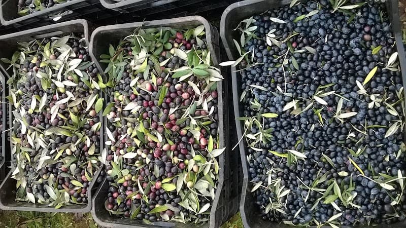 Immagine di Agricola Ruggiero / olio extravergine Italiano di Puglia a Castellana Grotte, Puglia