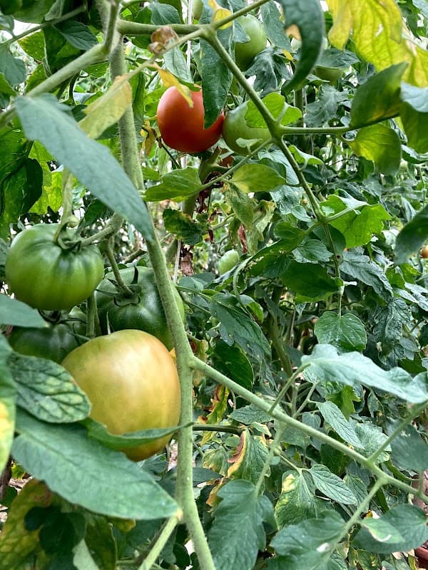 Immagine di Produzione Propria di Frutta e Verdura di stagione km0 Di Paolo Giuseppe a Contrada Canala (Località Nardone), Molise