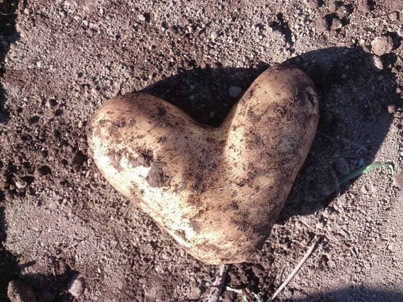 Immagine di Azienda Agricola Cappelleri a Gambarie, Calabria