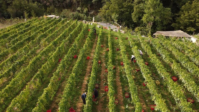 Immagine di Dell'Erba Azienda Agricola a Ceriale, Liguria