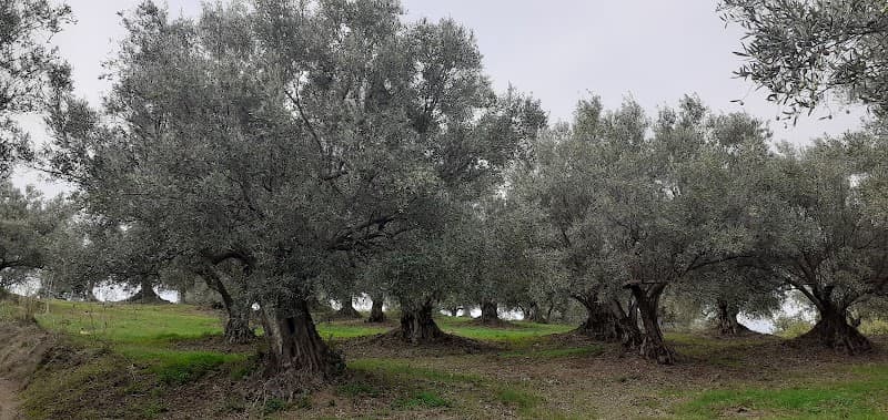 Immagine di Gisela Malfonello azienda agricola a Moncalieri, Piemonte