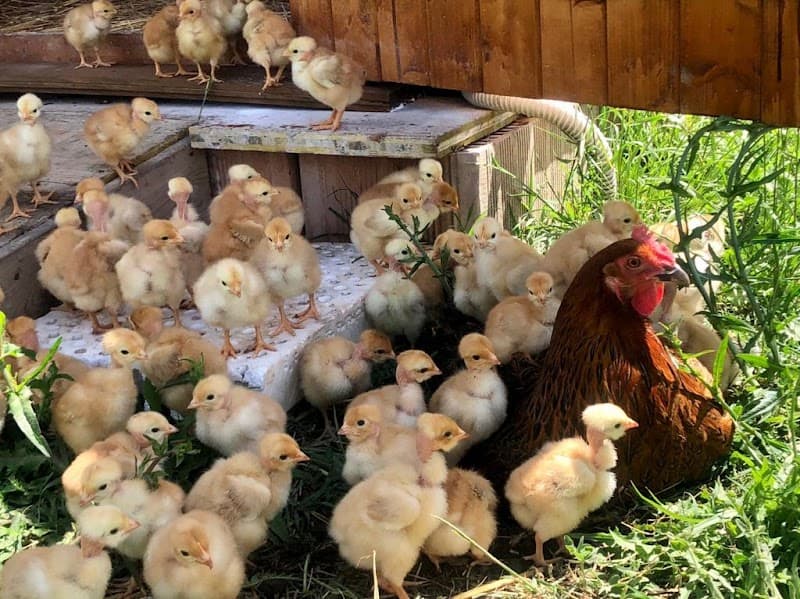 Immagine di Azienda Agricola Boccea a Roma, Lazio