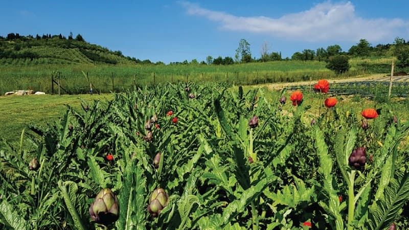 Immagine di Bio’s Farm - Azienda Agricola La Sgrigna Srl a Rimini, Emilia-Romagna